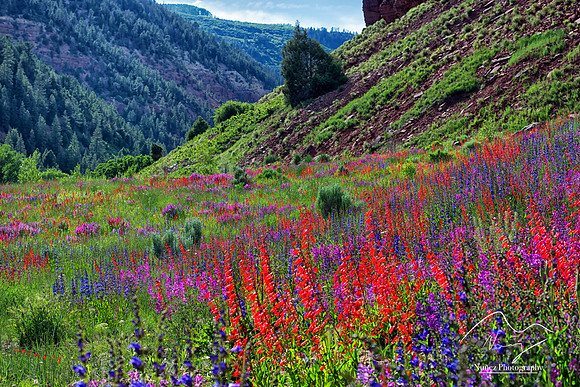 Telluride Wildflowers